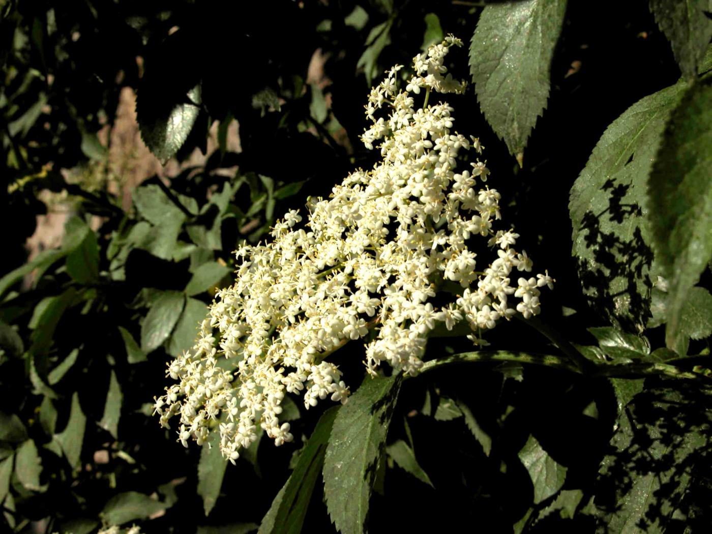 Elder flower